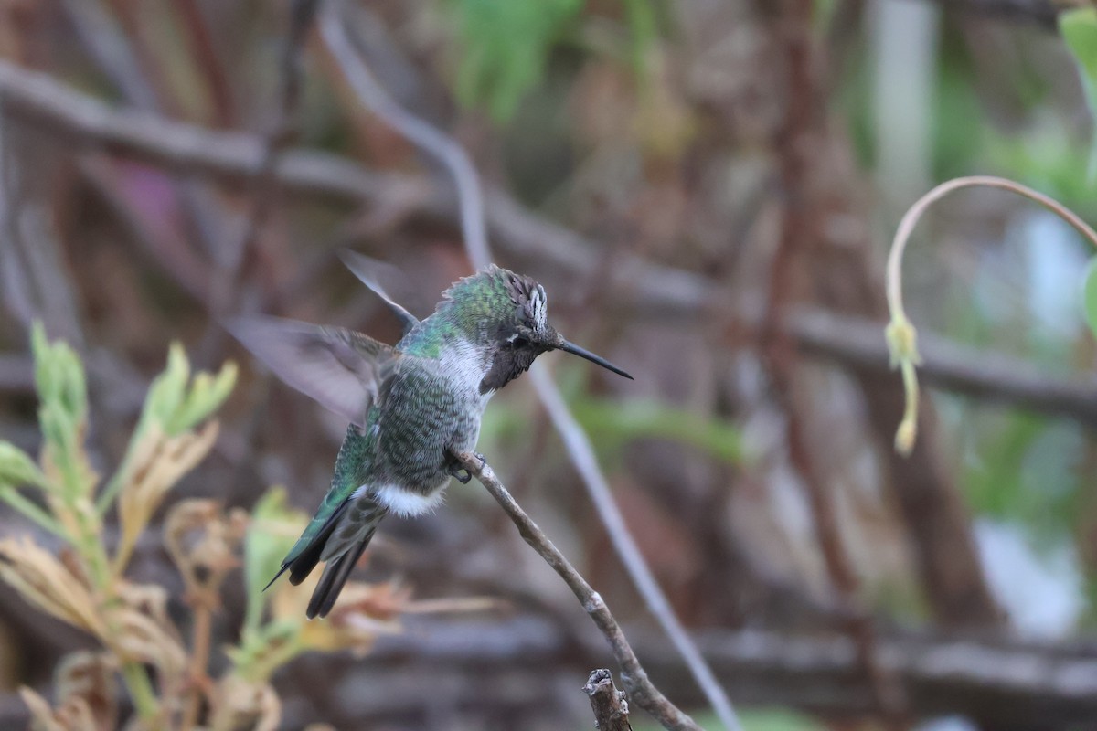 Anna's Hummingbird - ML623967670