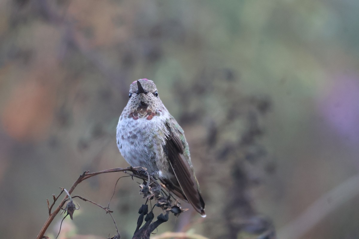 Anna's Hummingbird - ML623967671