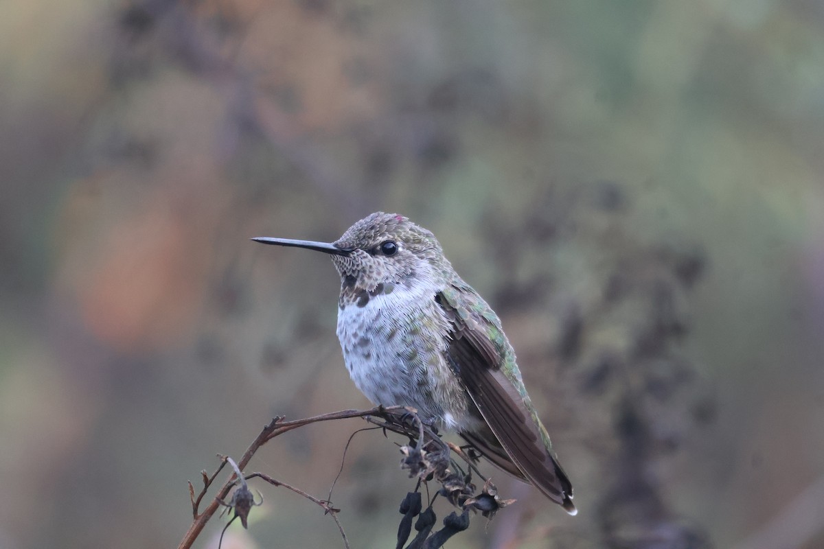 Anna's Hummingbird - ML623967672