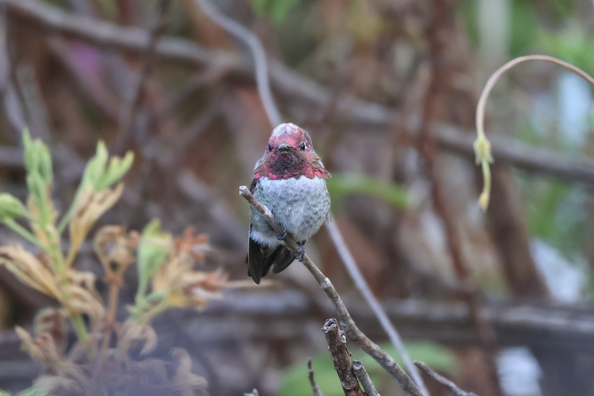 Anna's Hummingbird - ML623967673