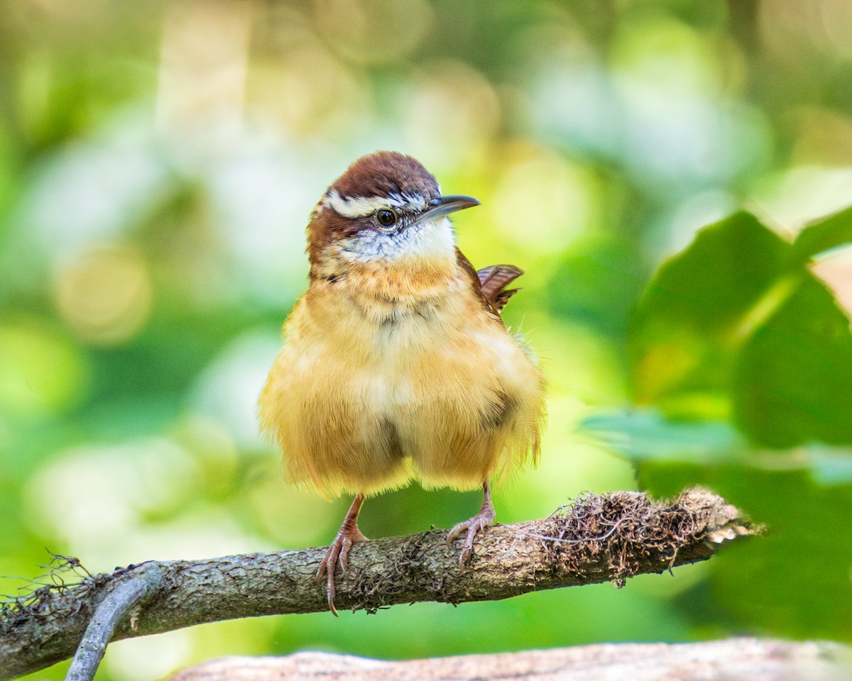 Carolina Wren - Eric Dyck