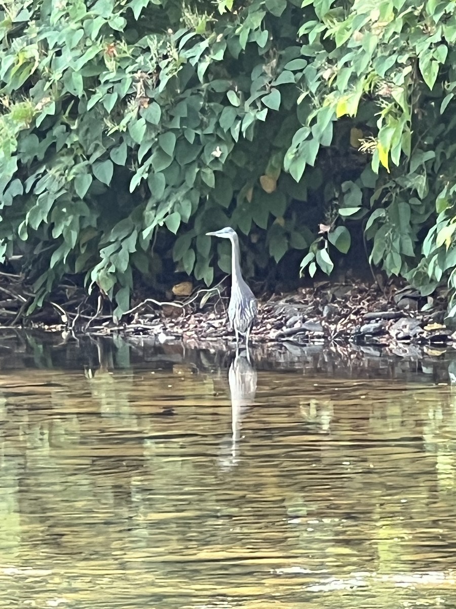 Great Blue Heron - Christopher Truong