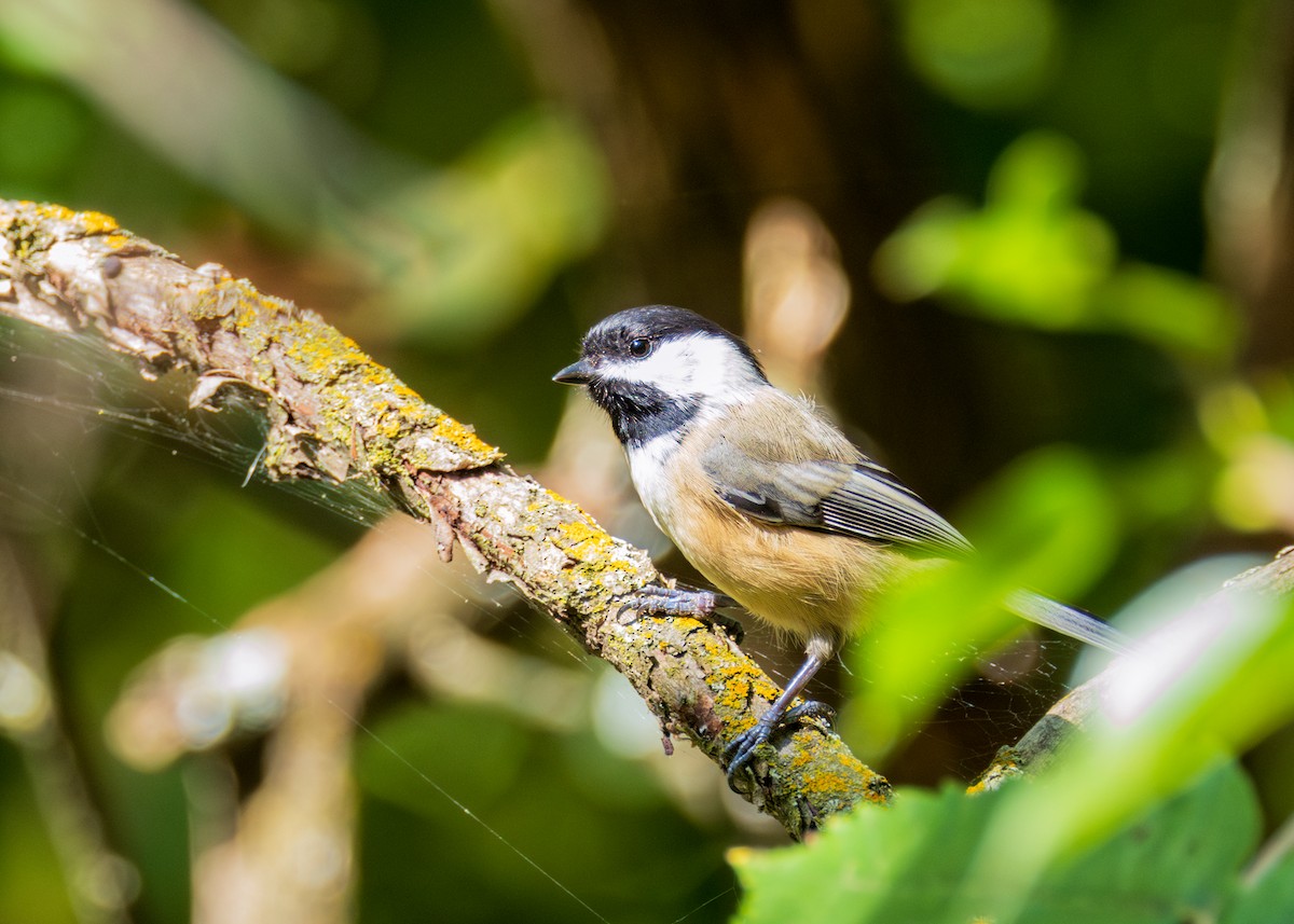 Black-capped Chickadee - ML623967685