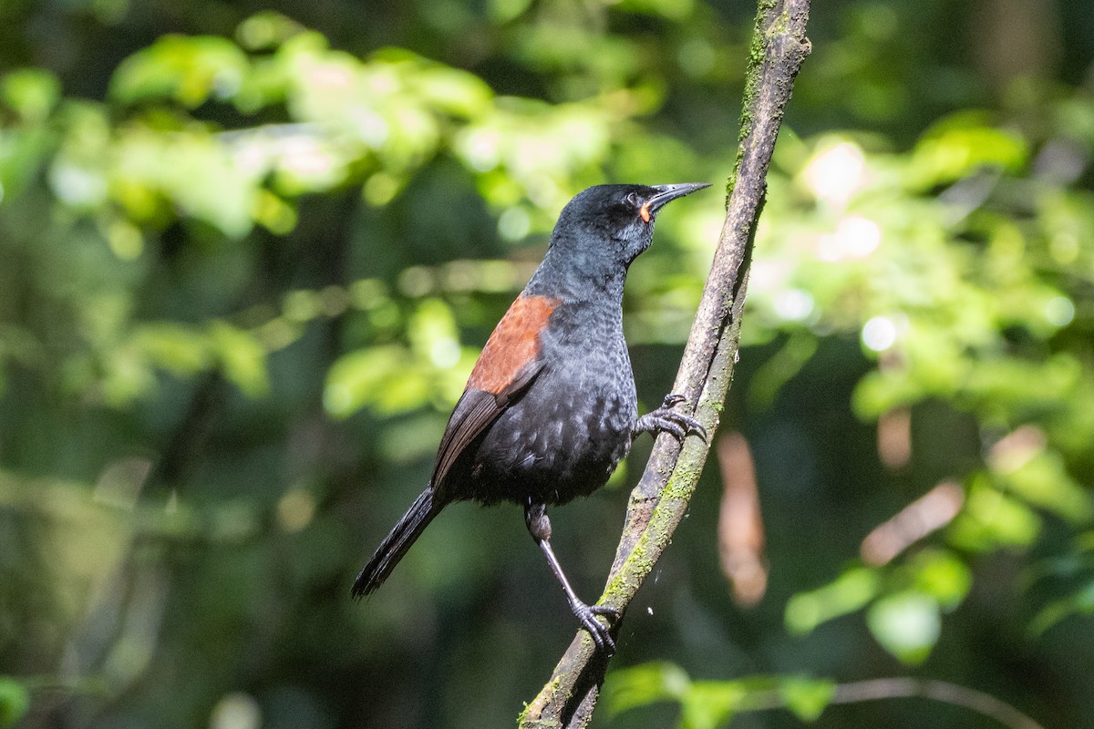 North Island Saddleback - ML623967691