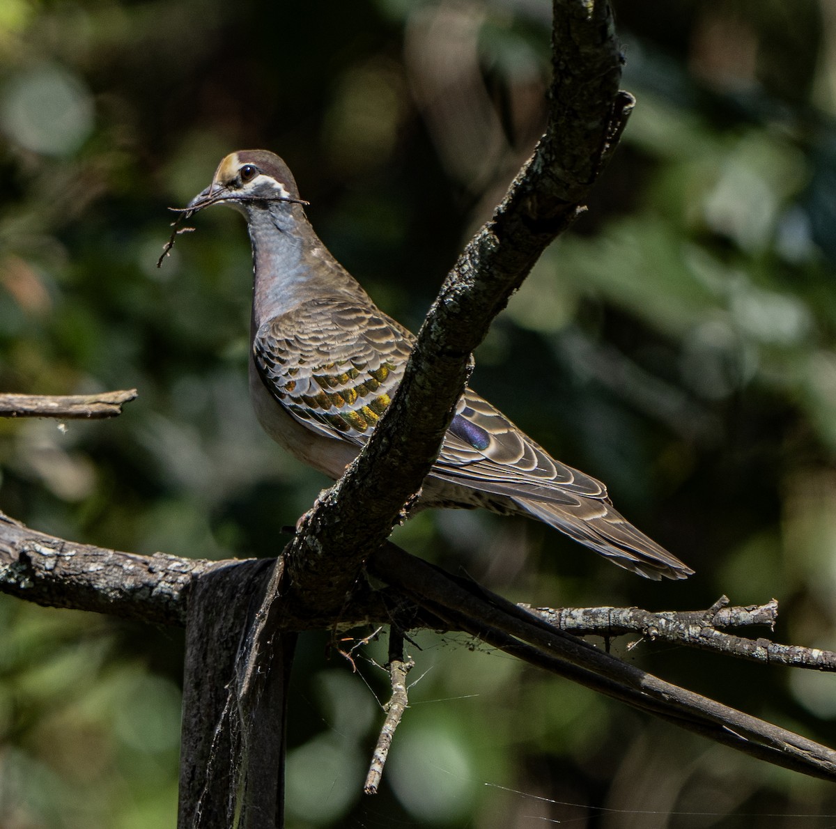 Common Bronzewing - ML623967699