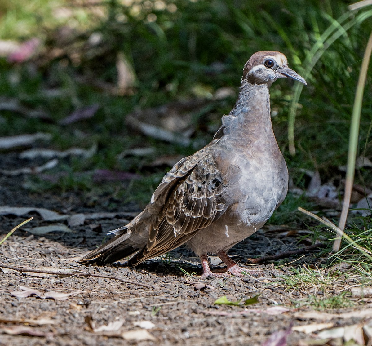 Common Bronzewing - ML623967700