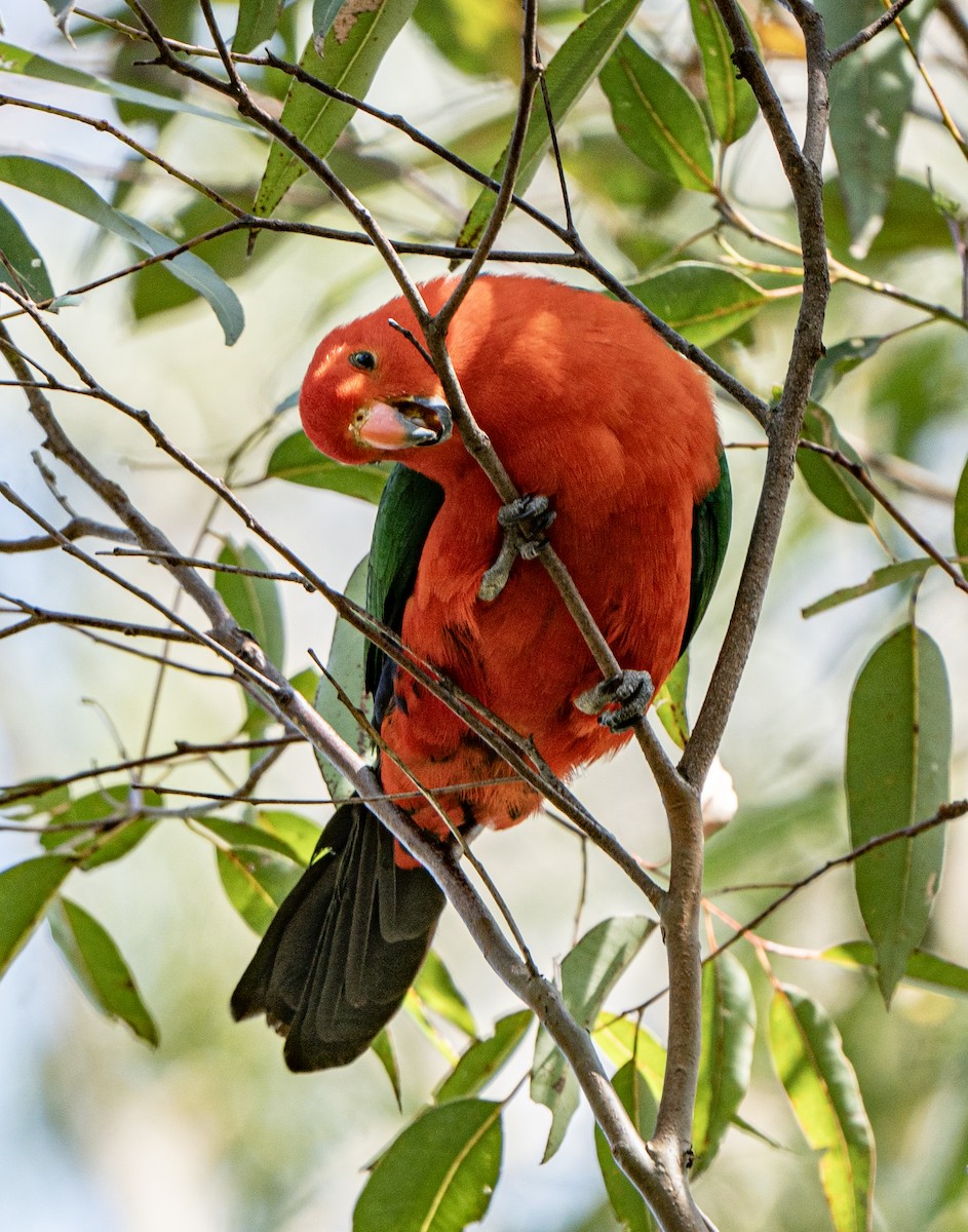 Australian King-Parrot - David Carson