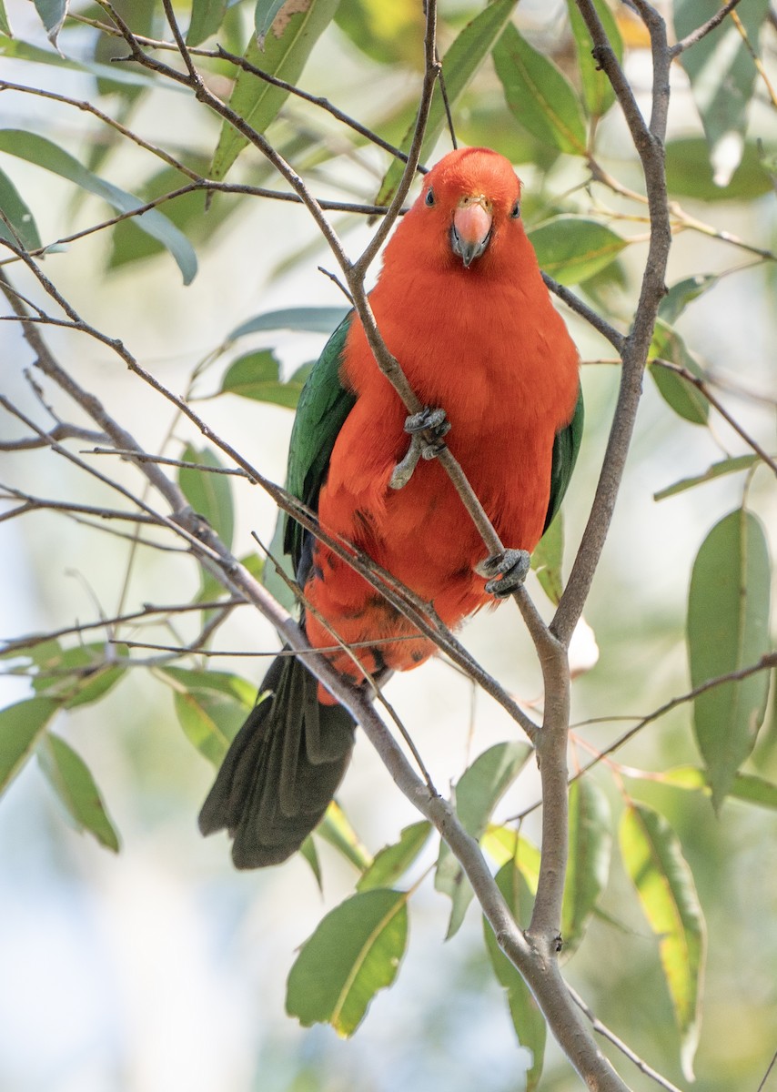 Australian King-Parrot - David Carson