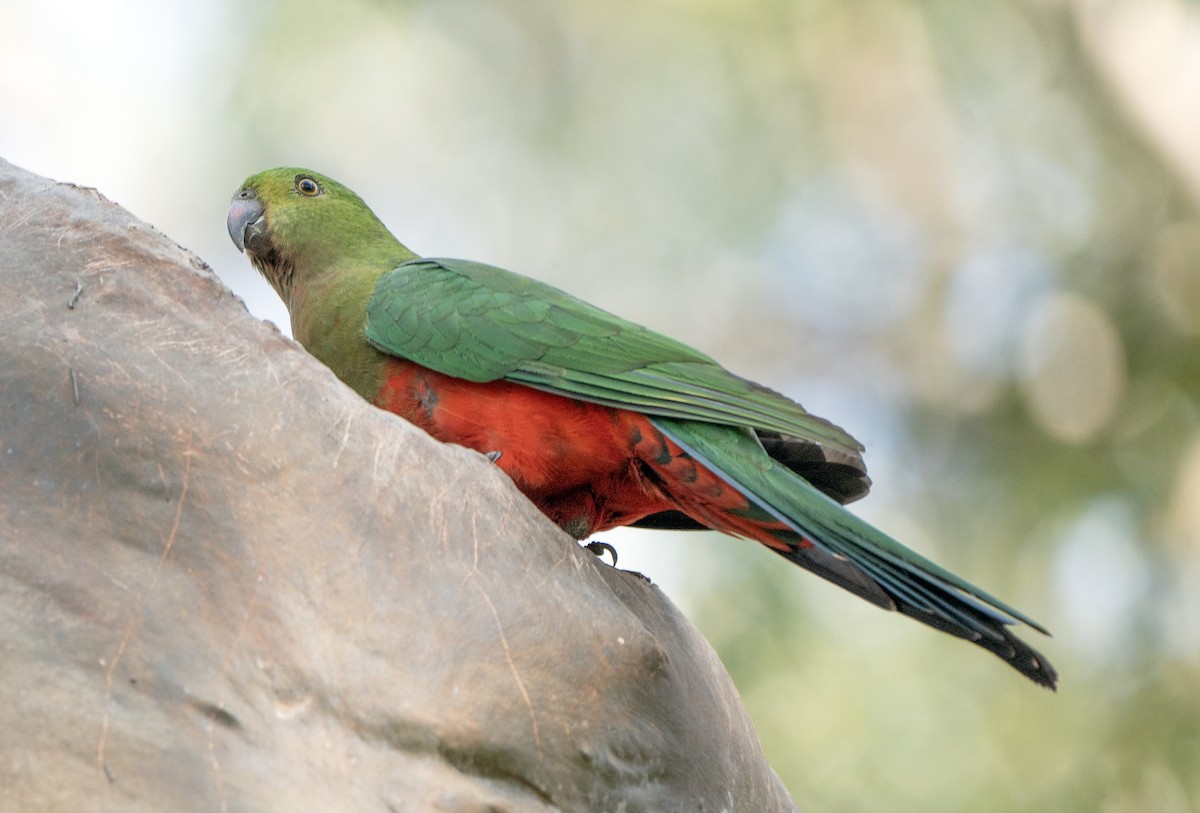 Australian King-Parrot - David Carson