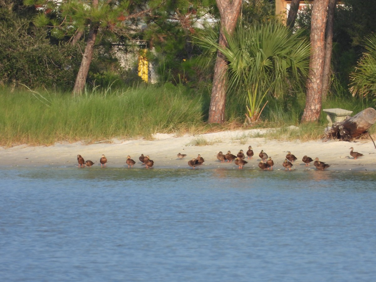 Mottled Duck - ML623967715