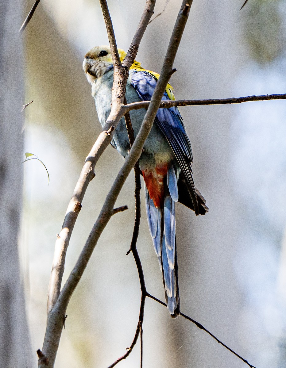 Pale-headed Rosella - David Carson