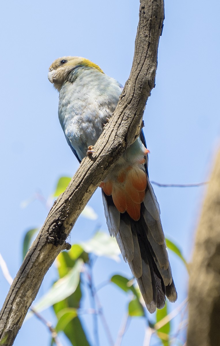 Pale-headed Rosella - ML623967717