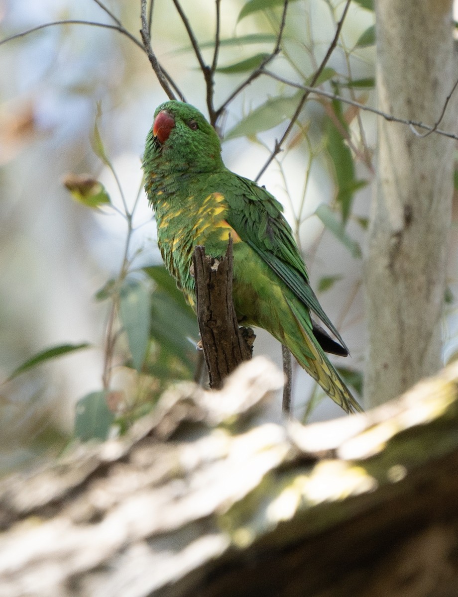 Scaly-breasted Lorikeet - ML623967720