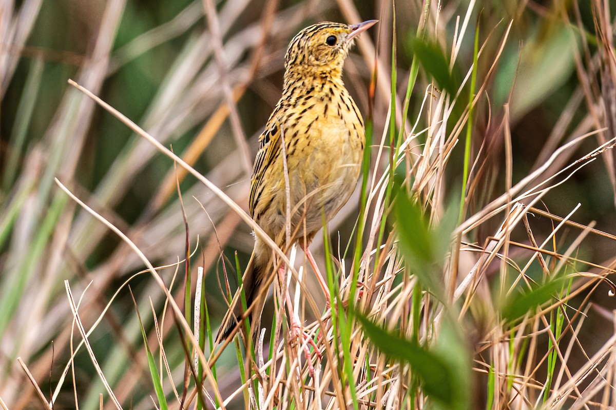 Ochre-breasted Pipit - ML623967722