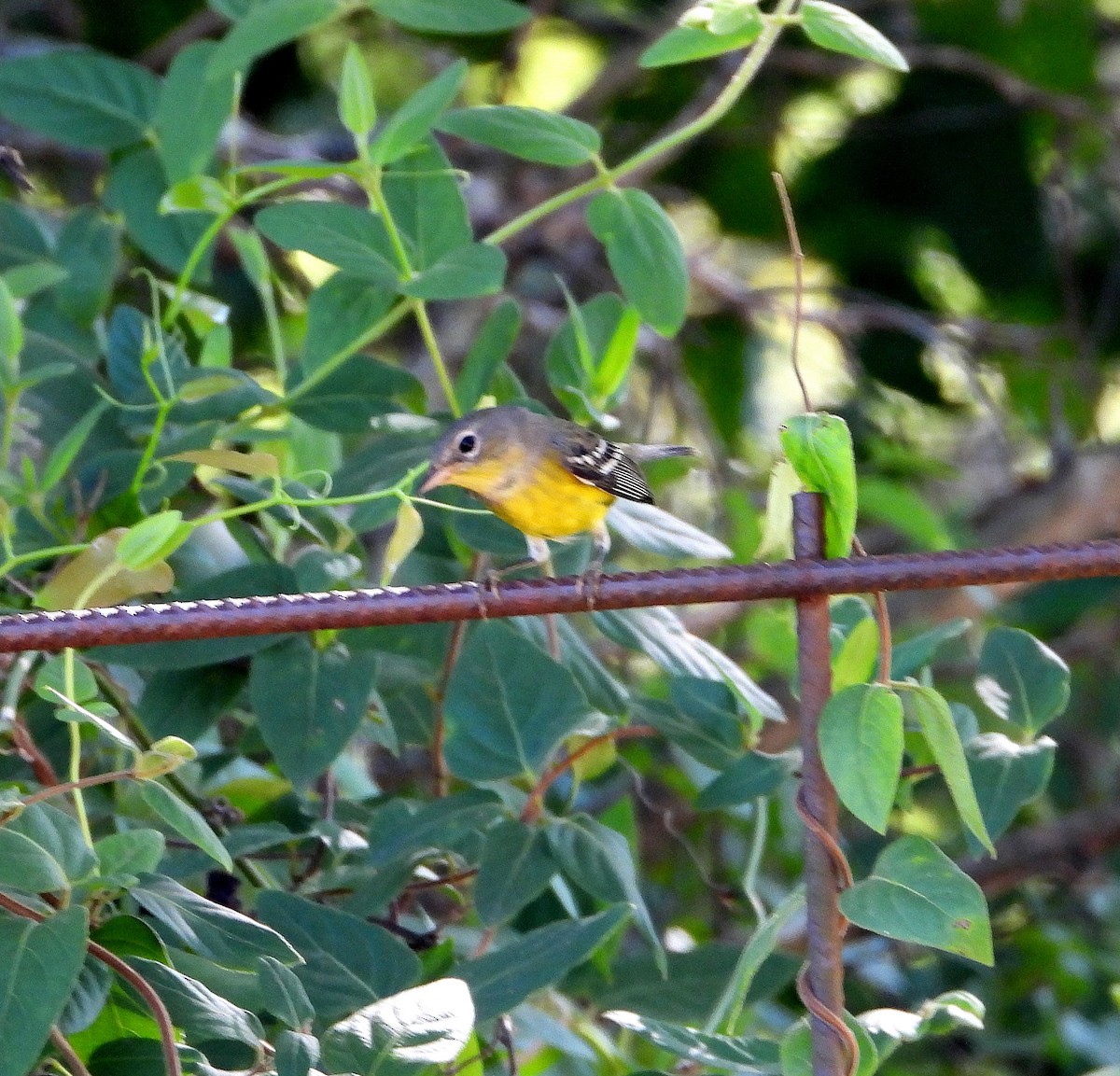 Magnolia Warbler - ML623967742