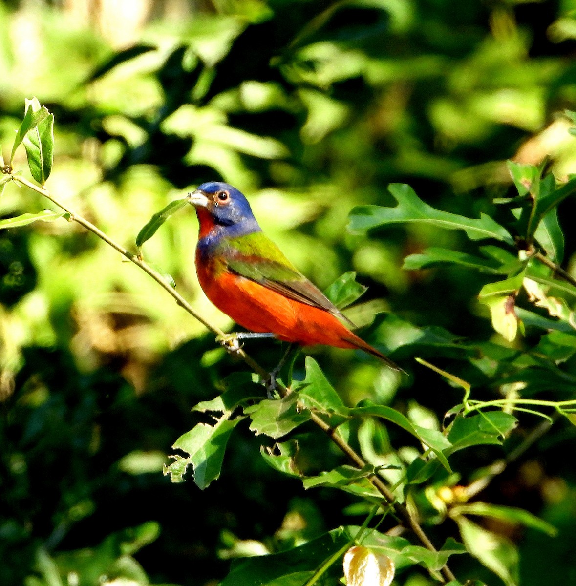 Painted Bunting - ML623967749