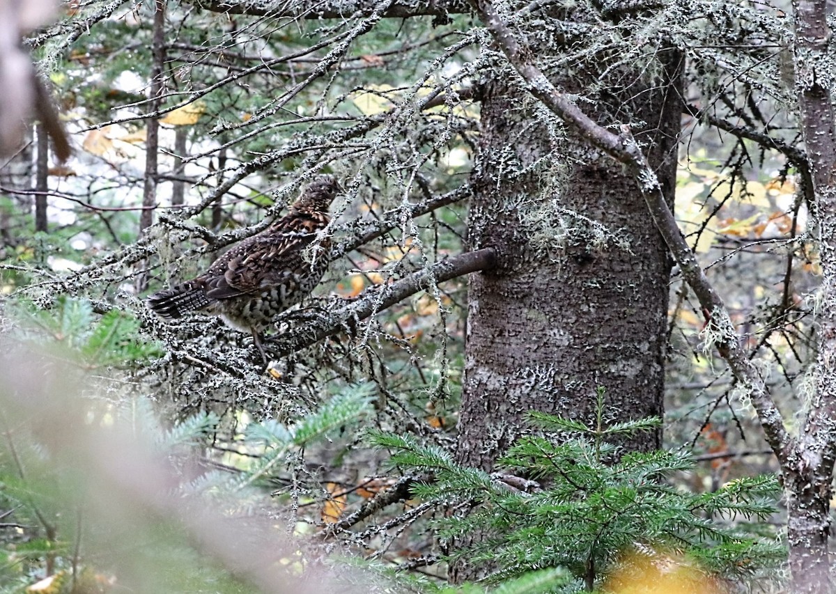 Ruffed Grouse - ML623967751