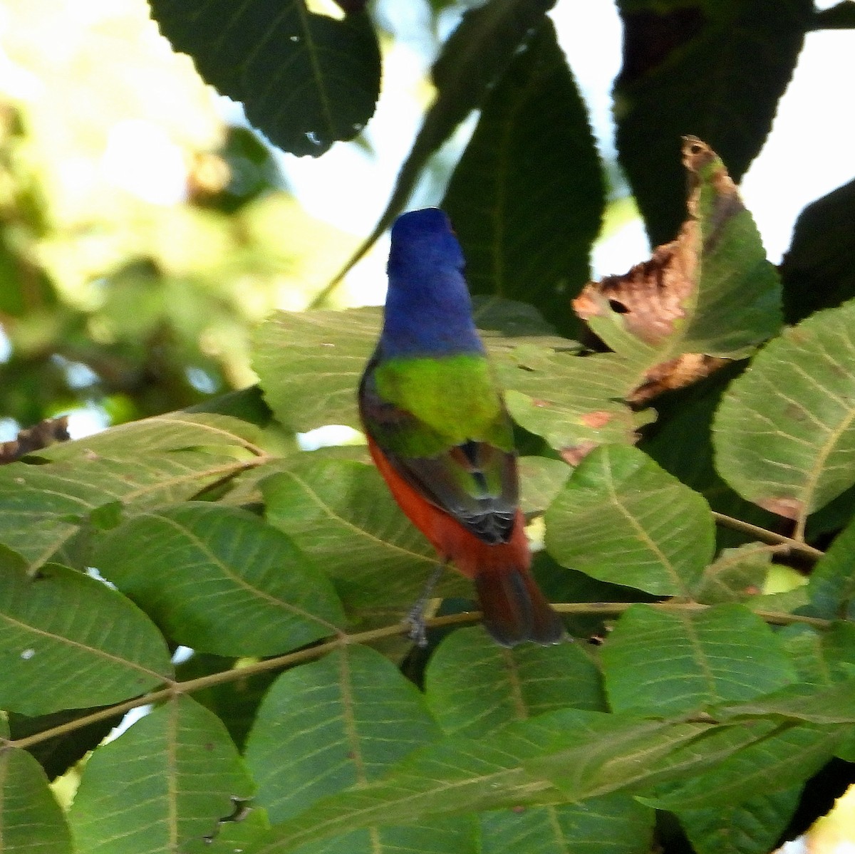 Painted Bunting - ML623967756