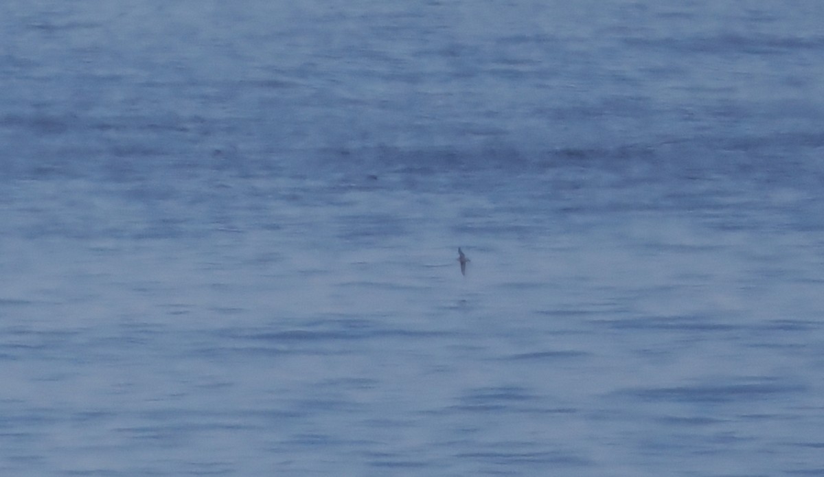 Sooty Shearwater - ML623967757