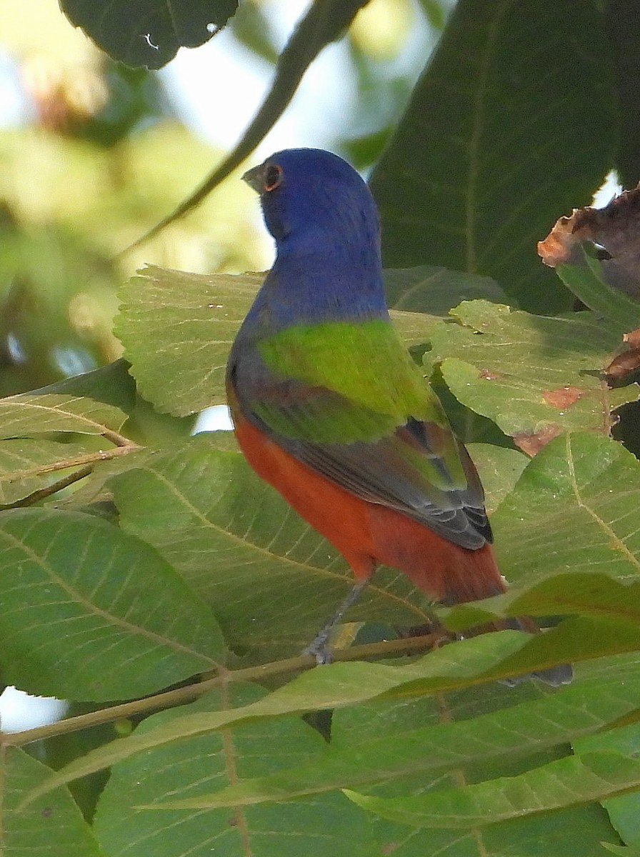 Painted Bunting - ML623967764