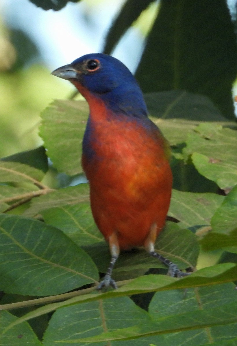 Painted Bunting - ML623967769