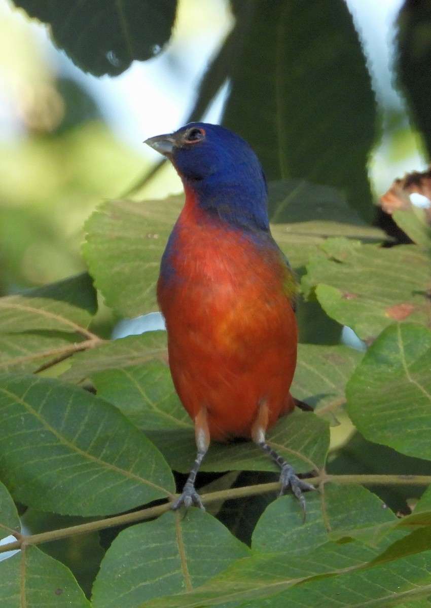 Painted Bunting - ML623967770