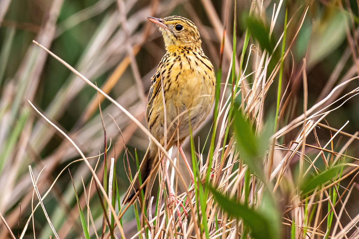 Ochre-breasted Pipit - ML623967771