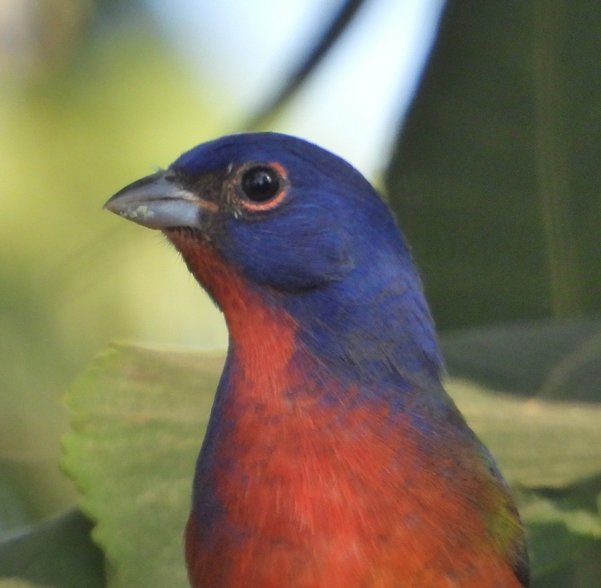 Painted Bunting - ML623967775