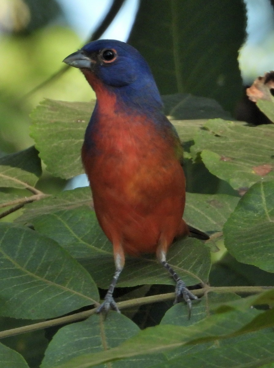 Painted Bunting - ML623967777