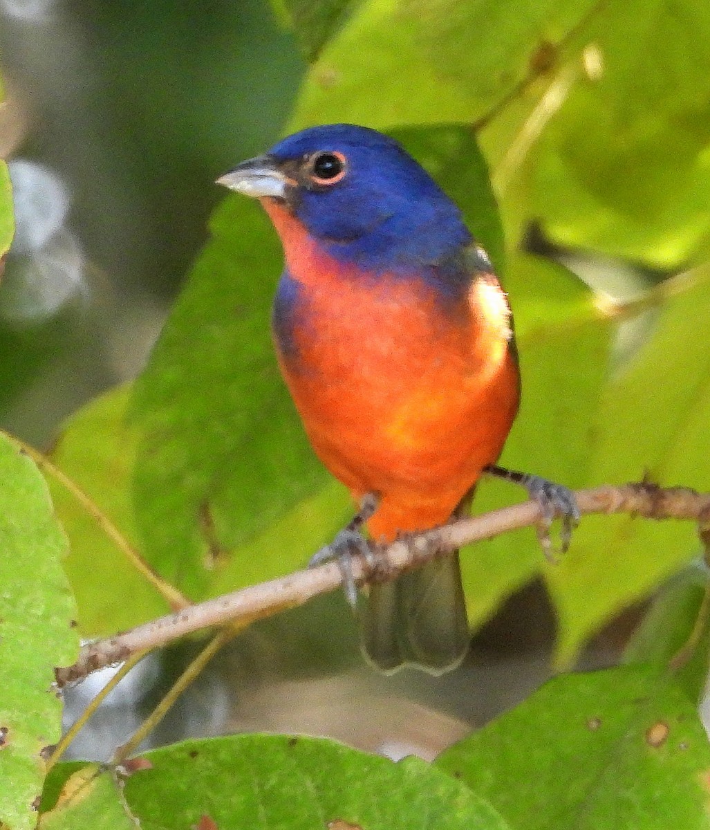 Painted Bunting - ML623967779