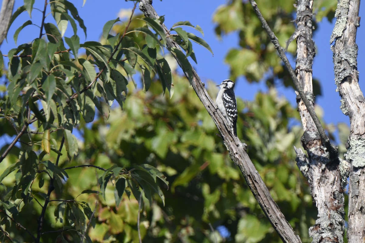 Downy Woodpecker - Kazumi Ohira