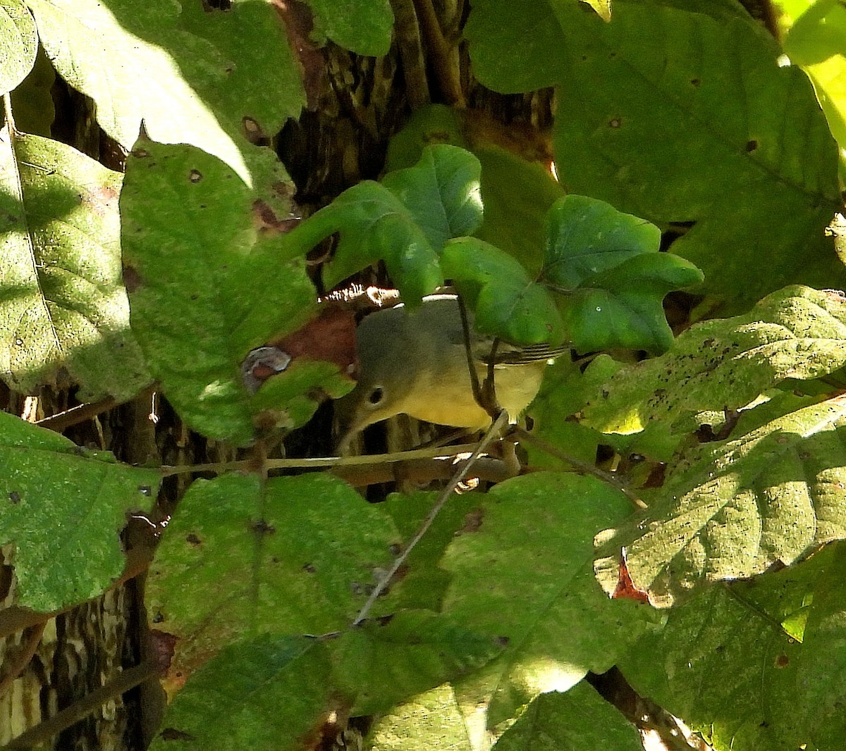 Painted Bunting - ML623967783