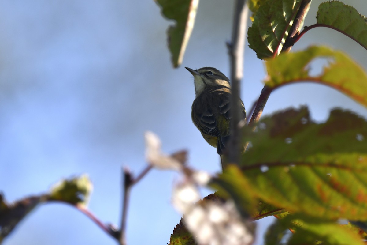 Palm Warbler - Kazumi Ohira