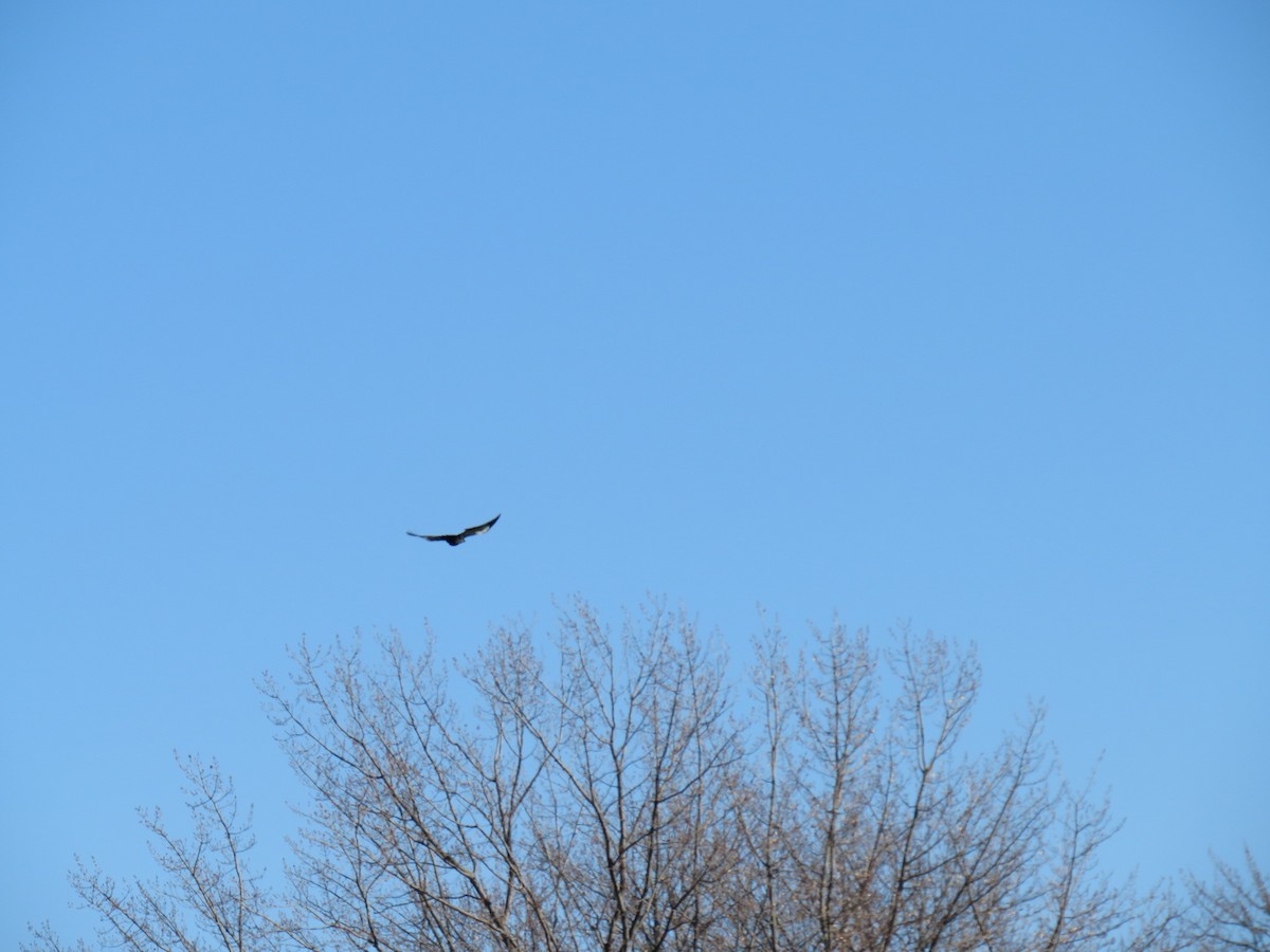 Pileated Woodpecker - ML623967810