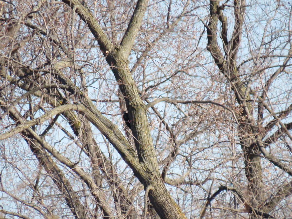 Pileated Woodpecker - ML623967821