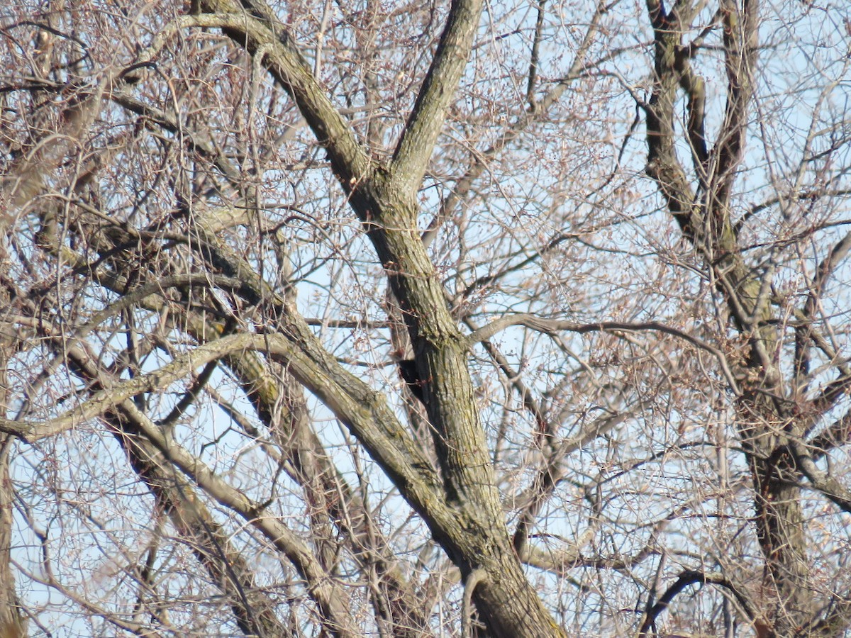 Pileated Woodpecker - ML623967822