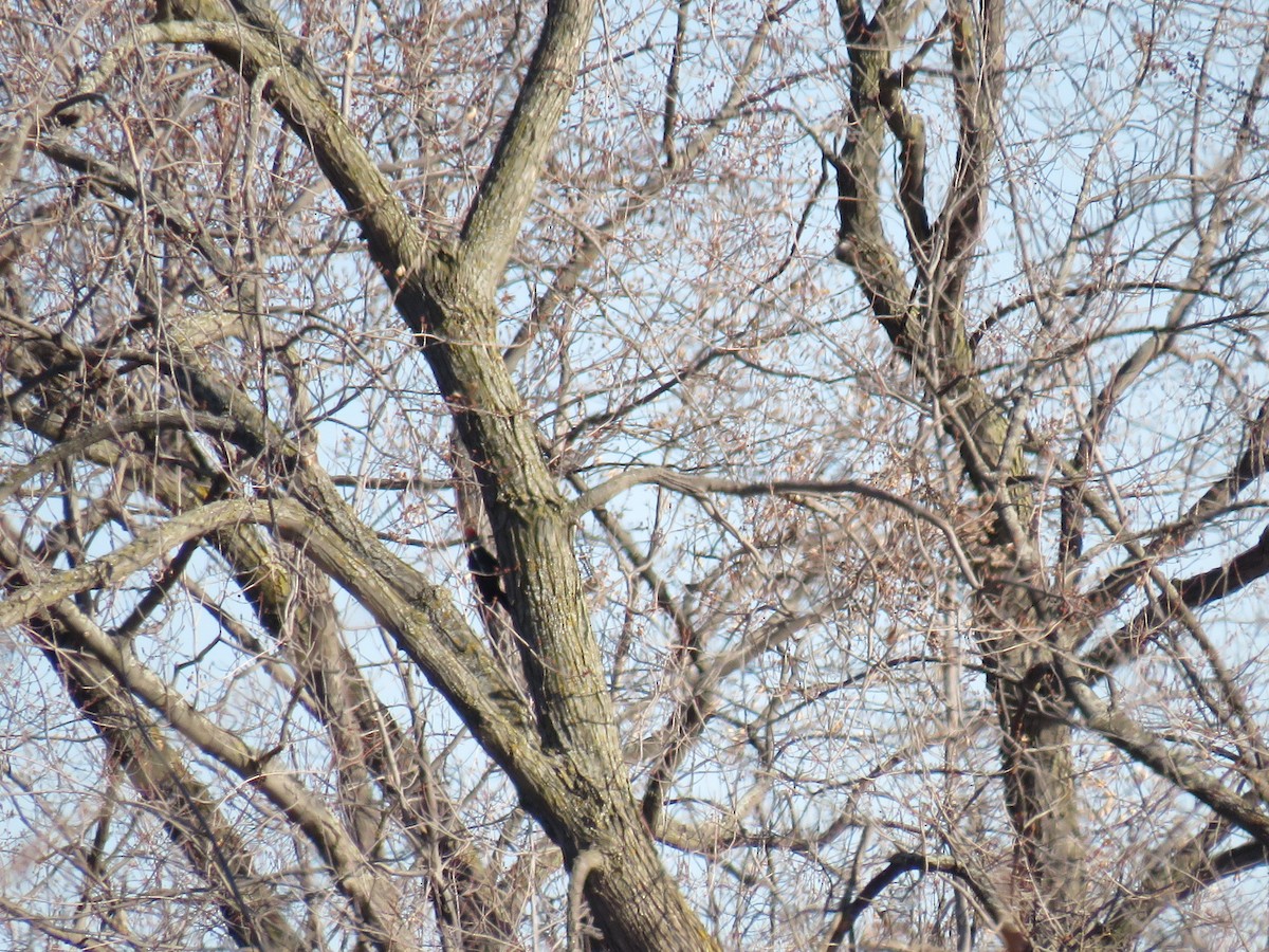 Pileated Woodpecker - ML623967824