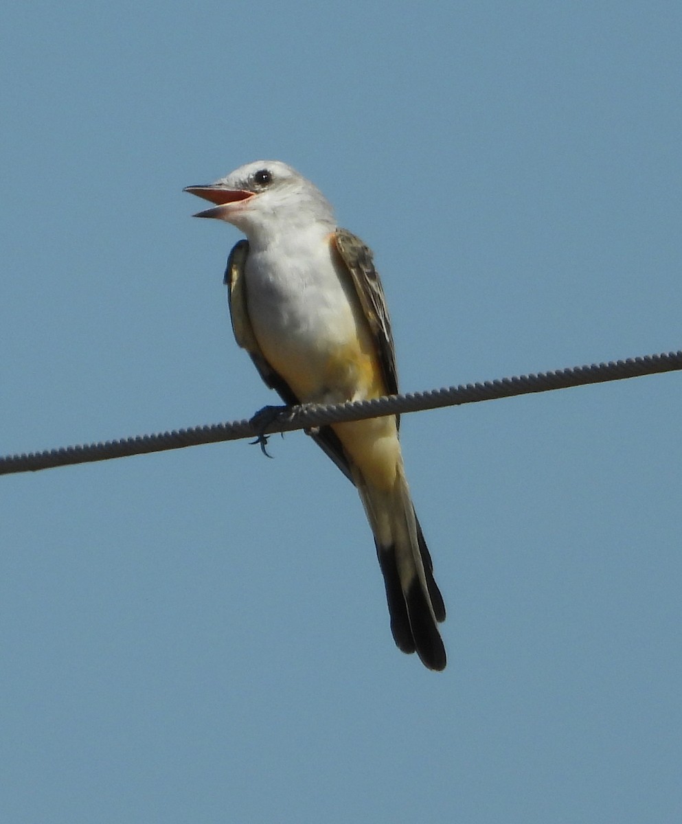 Scissor-tailed Flycatcher - ML623967833