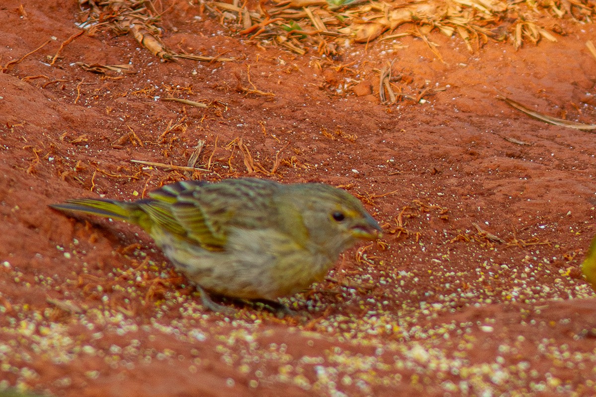 Saffron Finch - ML623967834