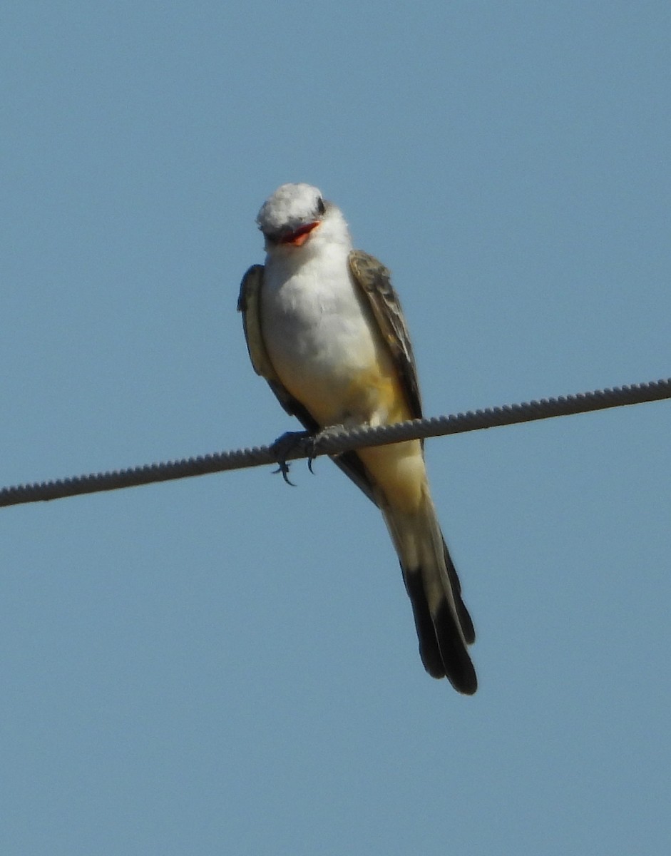 Scissor-tailed Flycatcher - ML623967835