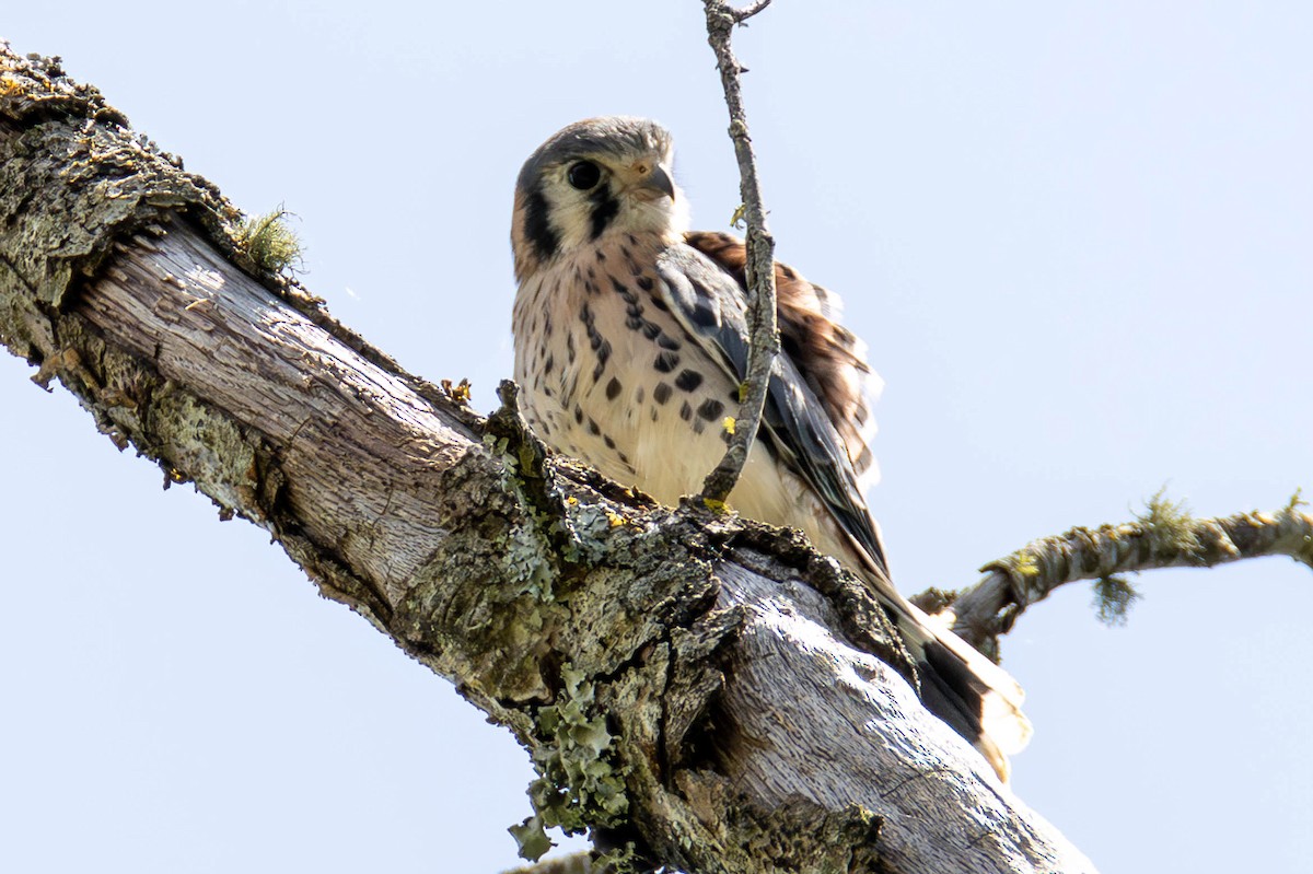 American Kestrel - ML623967843