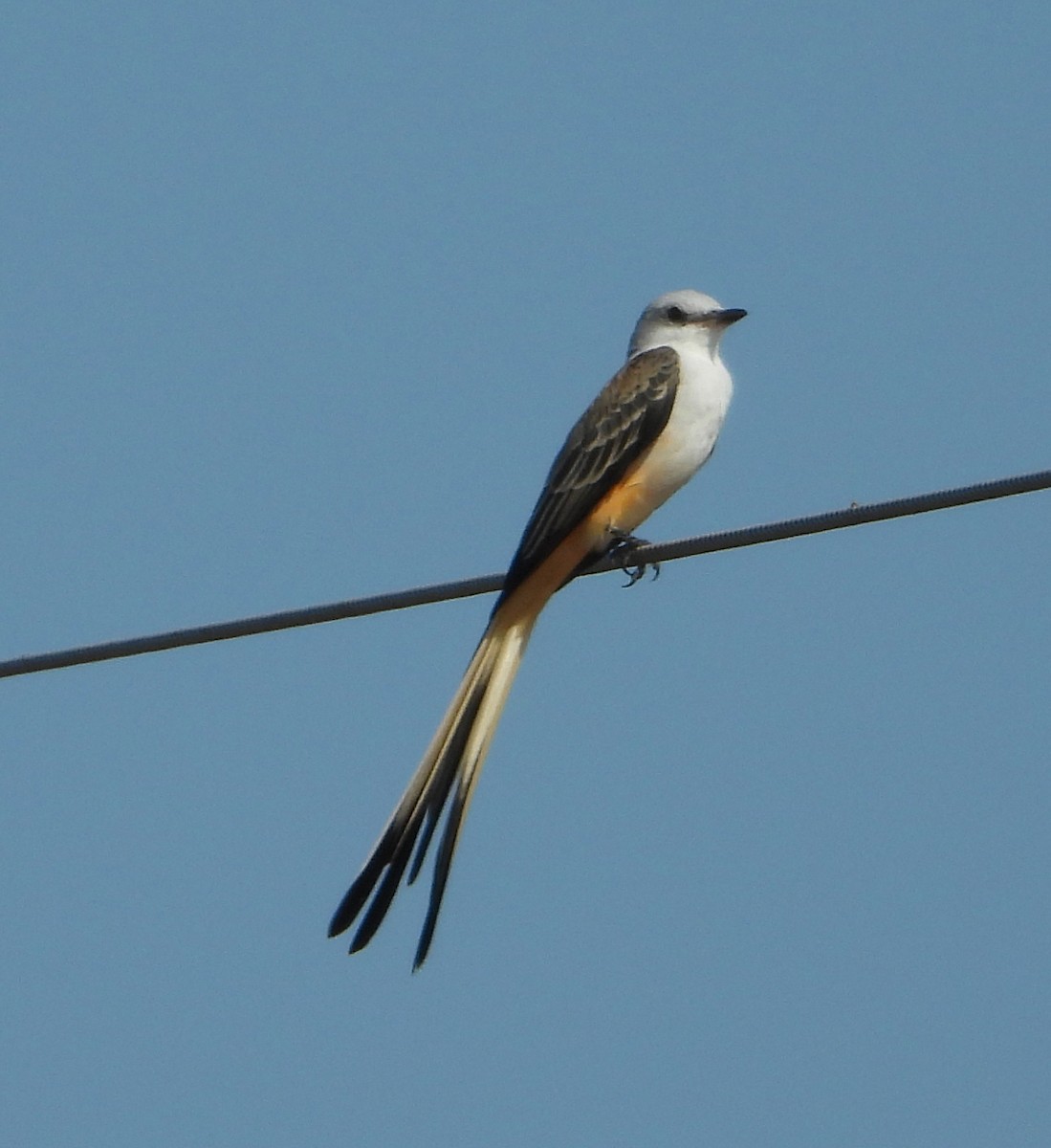 Scissor-tailed Flycatcher - ML623967854