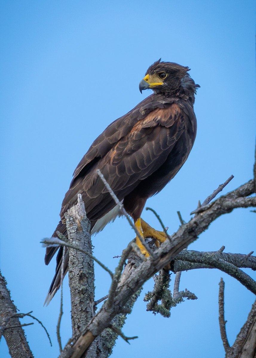 Harris's Hawk - ML623967855