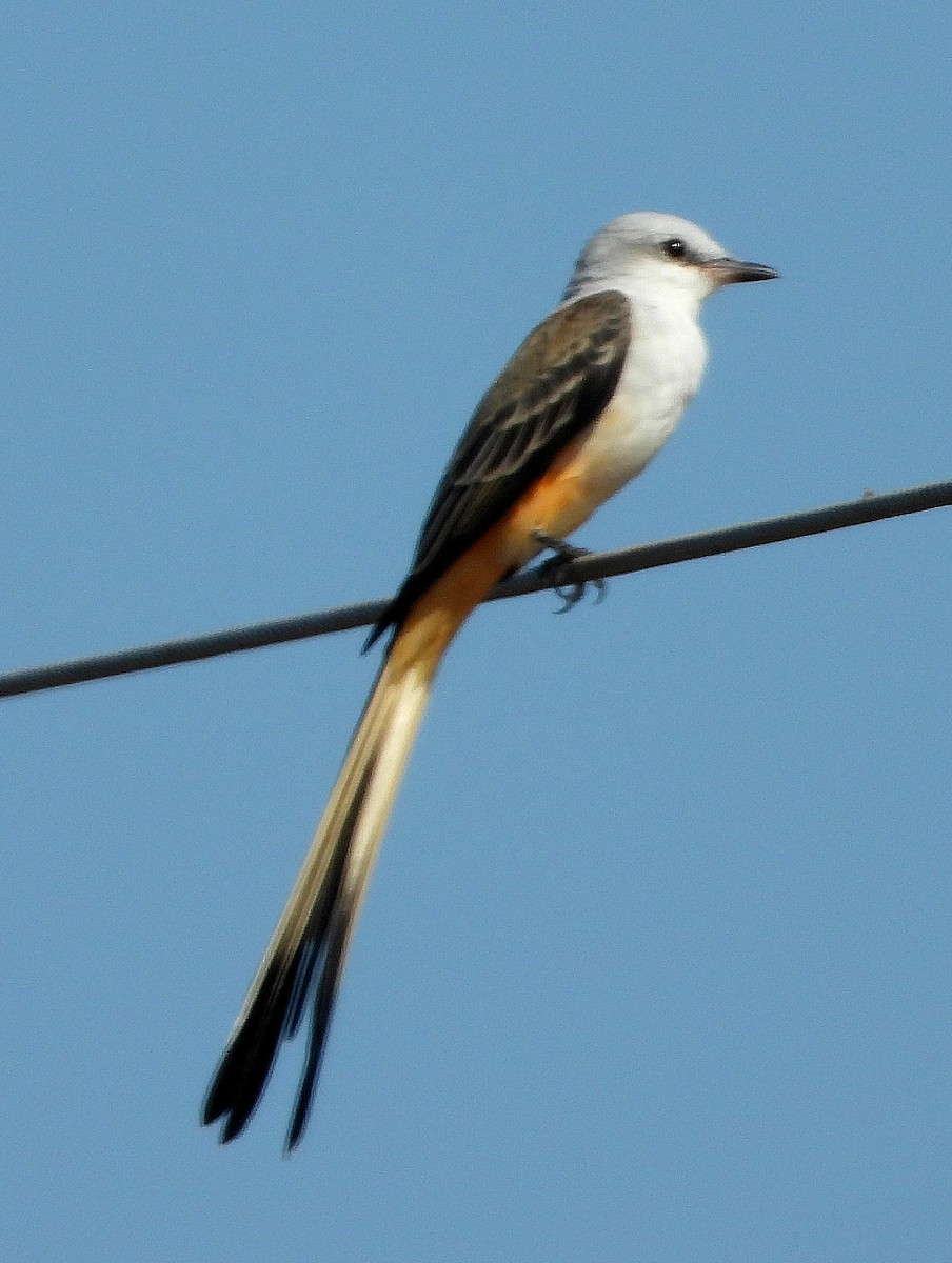 Scissor-tailed Flycatcher - ML623967858