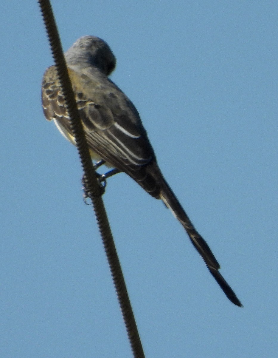 Scissor-tailed Flycatcher - ML623967868