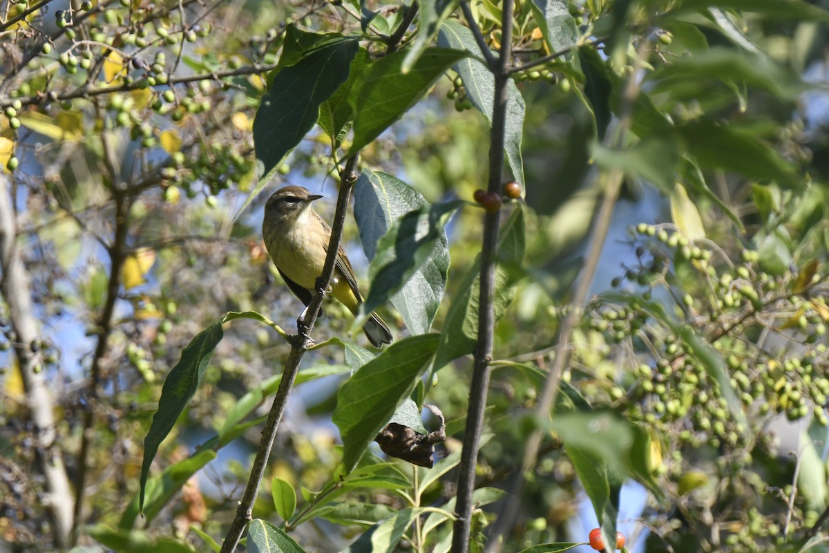 Palm Warbler - Kazumi Ohira