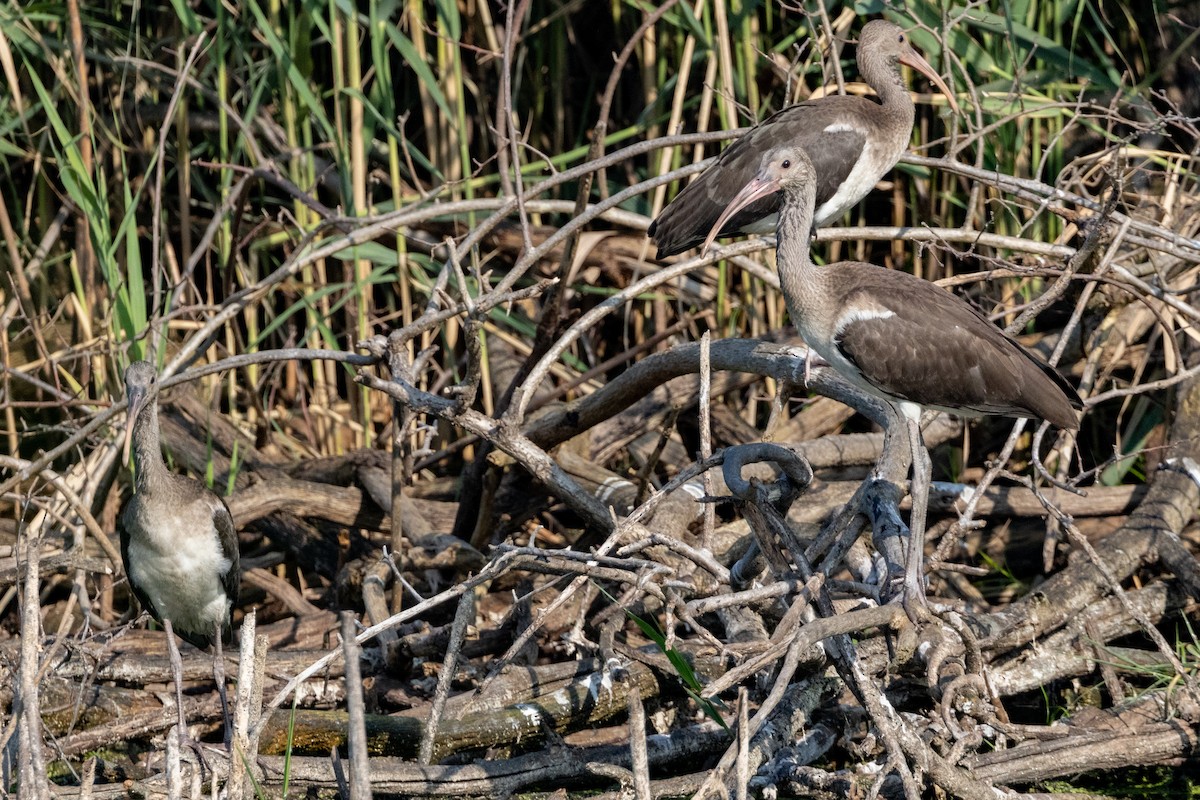 White Ibis - ML623967877