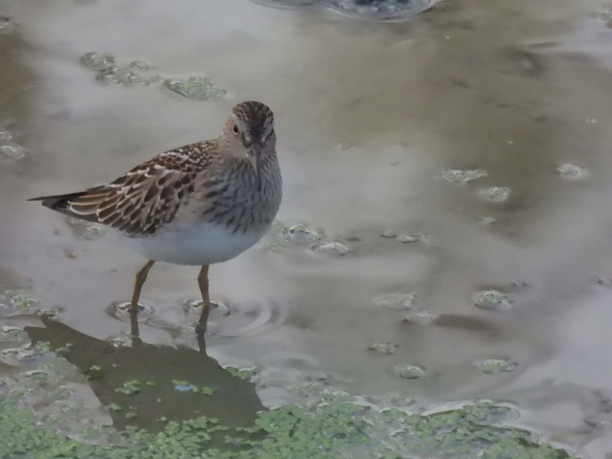 Pectoral Sandpiper - Michael Bunnell