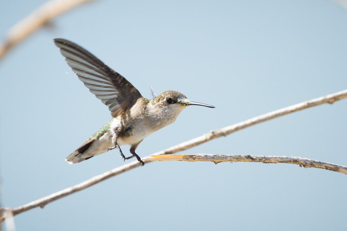 Ruby-throated Hummingbird - ML623967909