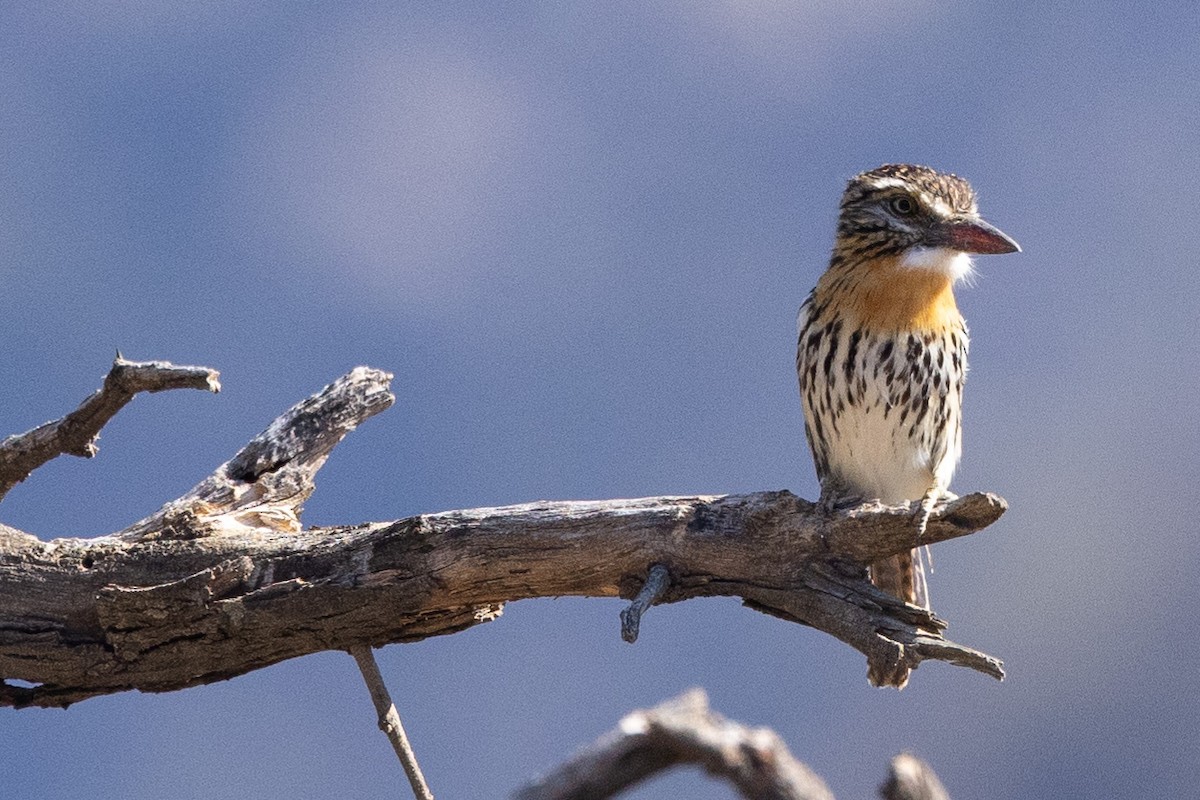 Fleckmantel-Faulvogel (striatipectus) - ML623967949